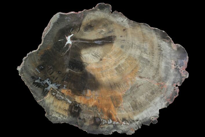 Polished Petrified Wood (Woodworthia) Section - Arizona #98975